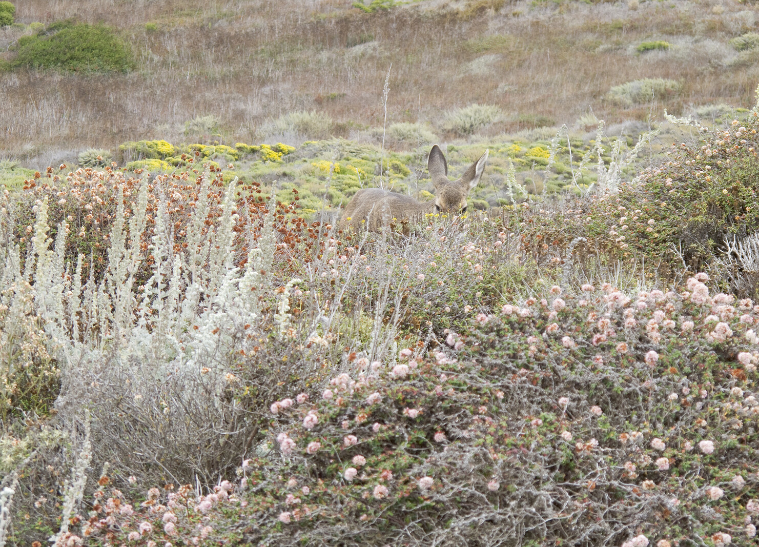 Oh deer, diary