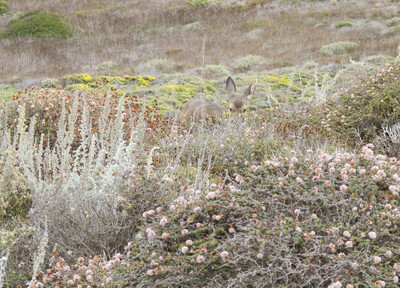 Oh deer, diary